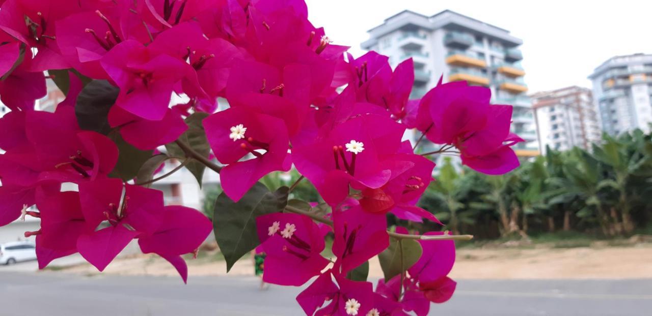 Appartement Aygun 4